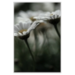 Sen o kopretinách...