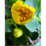 Caltha palustris II.