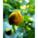 Caltha palustris III.