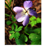 Viola odorala L.