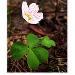 Oxalis acetosella
