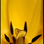 tajemstvi pana Tulipana II