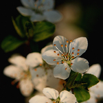 malé šperky přírody