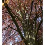 s u n   i n   t h e   c r o w n