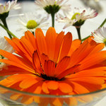 Jeden pohled do vázičky...