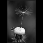 ...: last remembrance :...