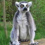 \'\'cyklus ZOO I. (Lemur)\'\'