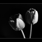 Tulipány II