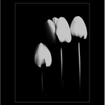 Tulipány