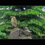 na stráži v ďaždi