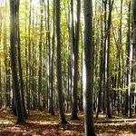 ......................