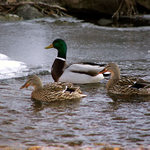 Duck Tales