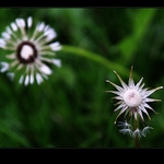 ... ohňostroj zašlé slávy ...