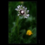 ..  ohňostroj  zašlé slávy II ..