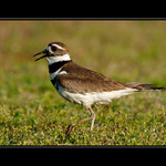 Killdeer I.