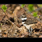 Killdeer III.