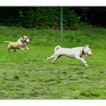 Coursing - bulteriéři