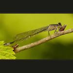 šídlatka nebo šidélko...?