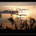 Tam za vodou v rákosí...