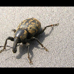 klikoroh I.(rybaření)