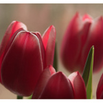 tulipány