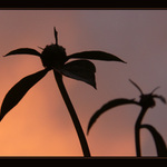 jsou jako palmy ty pivoňky...