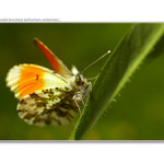 ...mlynárik žeruchový...