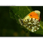 ...mlynárik žeruchový II...