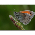 ...očkáň pohánkový...