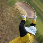 paní, co sype rýži :)