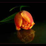 Tulipánová