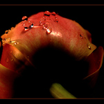 Tulipánová