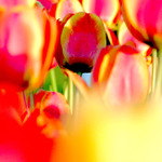 Tup tuli tulip aneb Otáčím se od Slunce