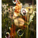 prisla jar (asi III.)