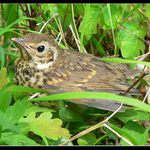 ...Drozd zpěvný...