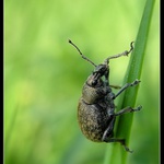 Cyphocloenus tigrinus