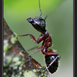 Utíkající mravenec po dešti