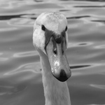 houpette devotion mariale celébre en mai