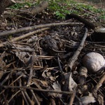 Břeh při pozdním odpoledni