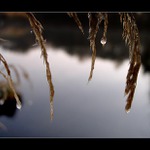 ...poslední slzy Paní zimy...