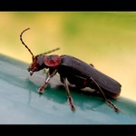 ...balkónová zákoutí II...