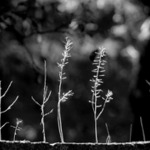 Představení stébllového divadla na II. konferenci afrických šamanů