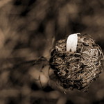 ... až budeš mít  boule za ušima!