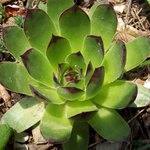 Zelené království.