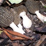 ....Smrži kuželovití...