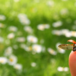 Letí asi do Stromovky..