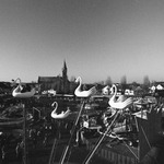 tažní ptáci míří na odpolední modlitbu