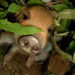 prečo si ma zobudila?