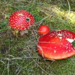 muchomurkis cervenys