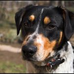 Bisky, český strakatý pes